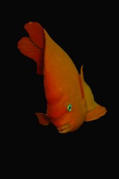 Garibaldi. Ship Rock. Catalina by Kevin Robert Panizza 